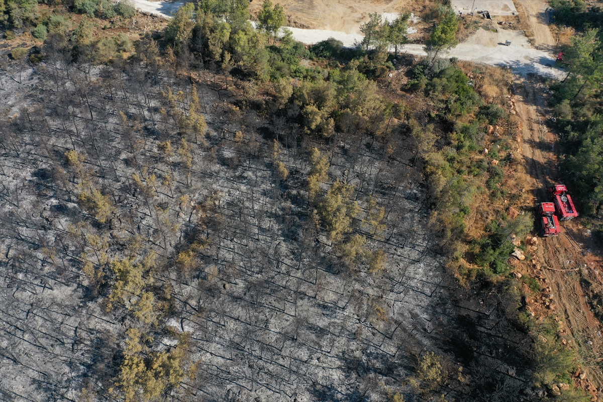 Ormanları yakılan Milas'ta acı görüntü. Yaşamı öldürdüler 16