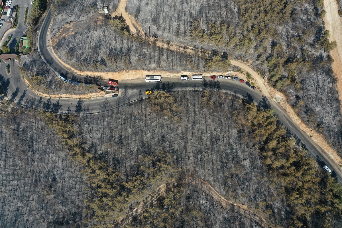 Ormanları yakılan Milas'ta acı görüntü. Yaşamı öldürdüler 9