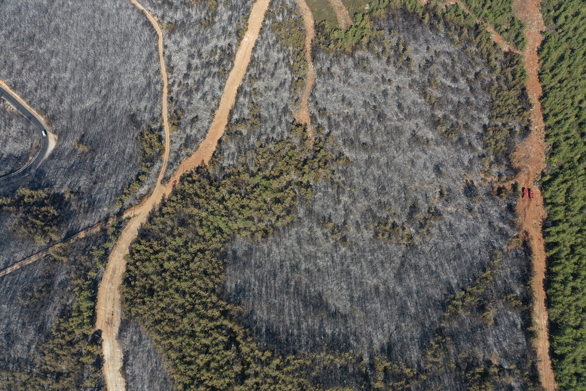 Ormanları yakılan Milas'ta acı görüntü. Yaşamı öldürdüler 6