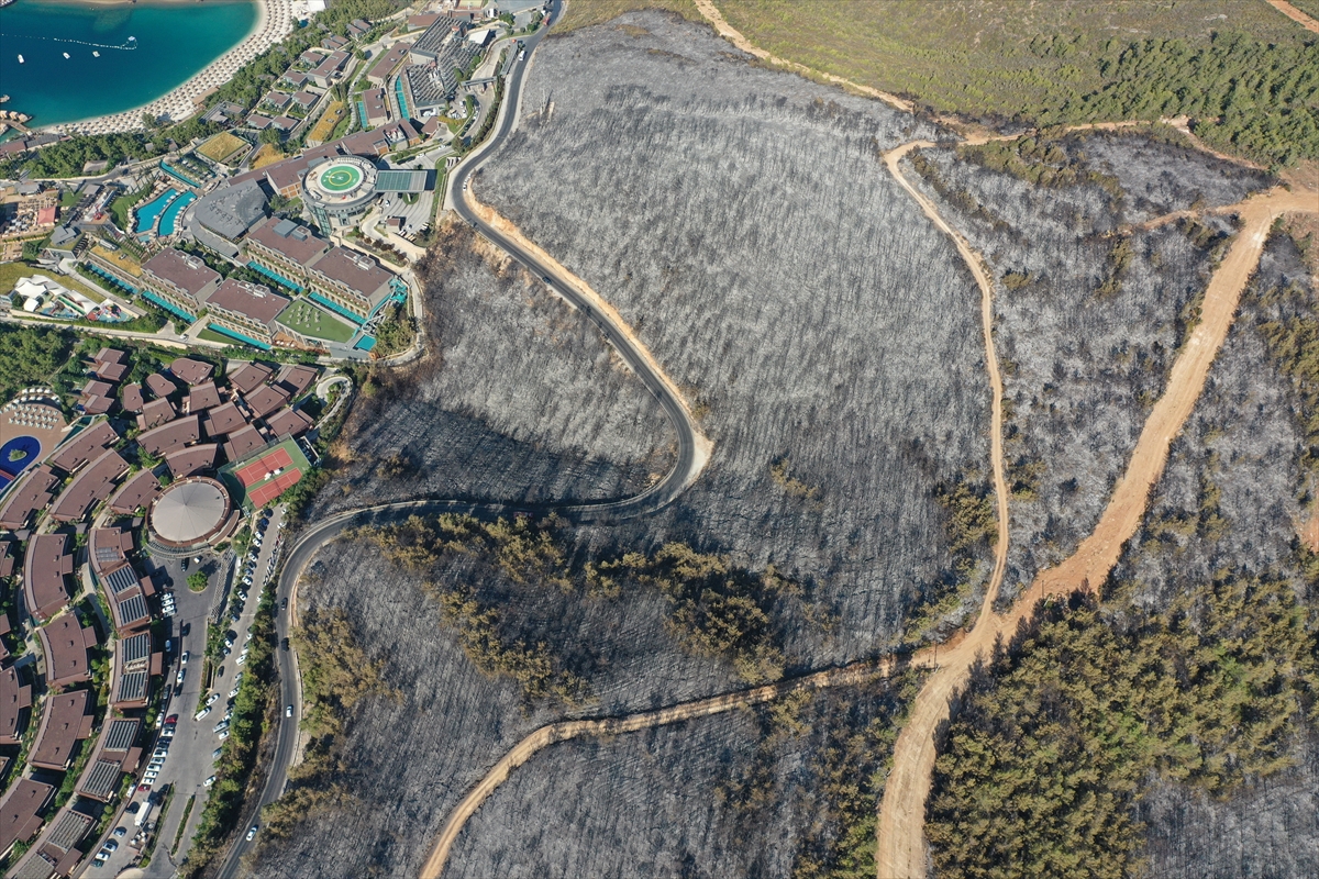 Ormanları yakılan Milas'ta acı görüntü. Yaşamı öldürdüler 12