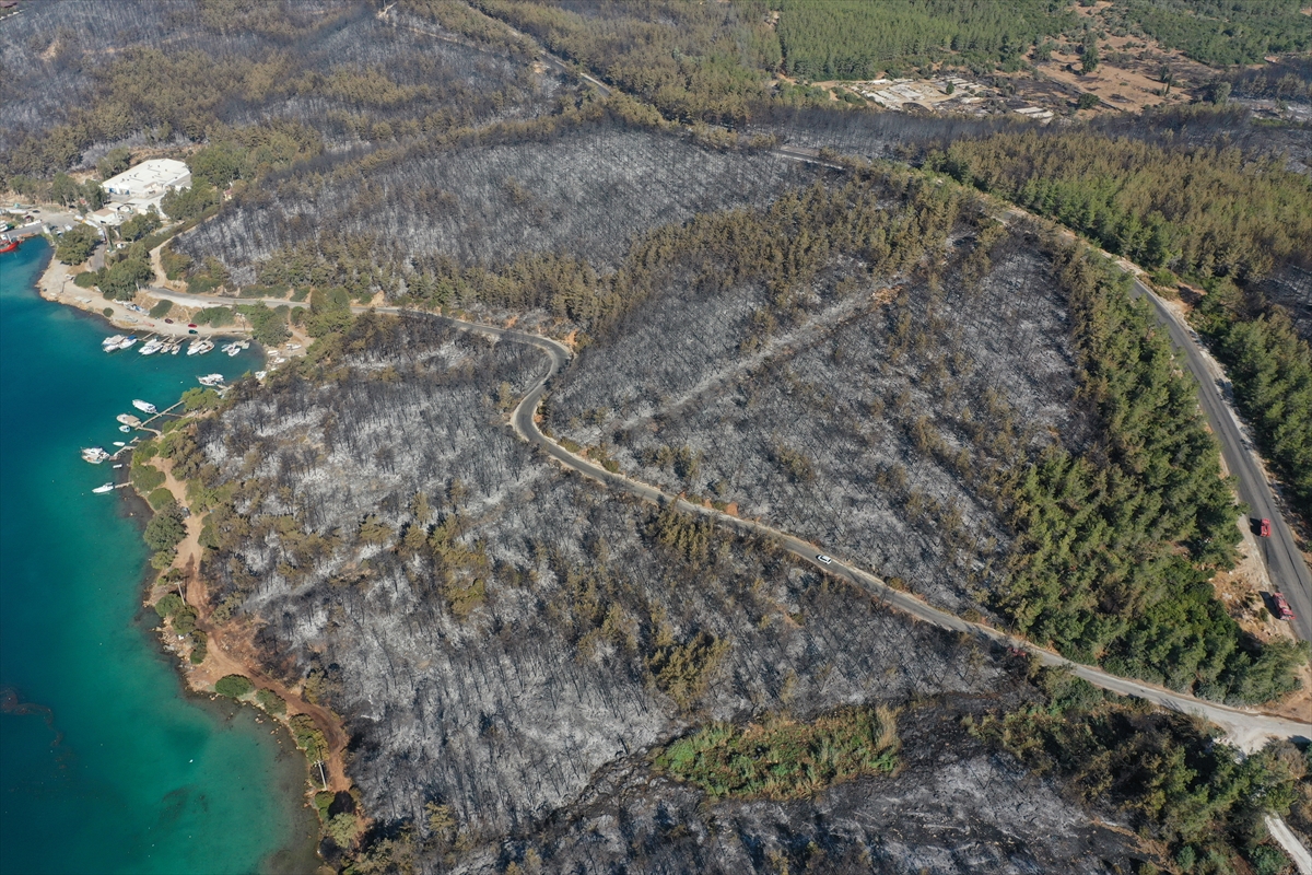 Ormanları yakılan Milas'ta acı görüntü. Yaşamı öldürdüler 5