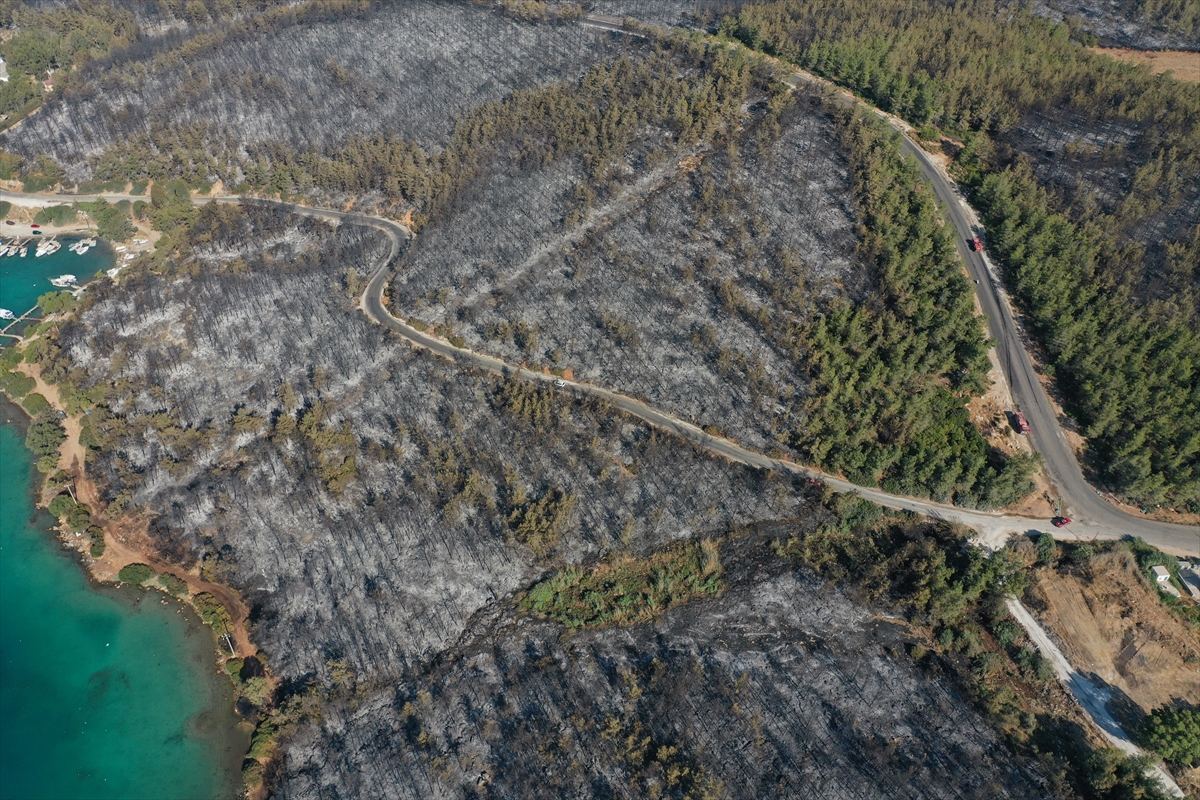 Ormanları yakılan Milas'ta acı görüntü. Yaşamı öldürdüler 2