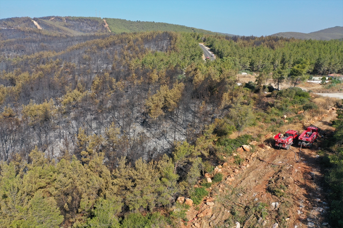 Ormanları yakılan Milas'ta acı görüntü. Yaşamı öldürdüler 21