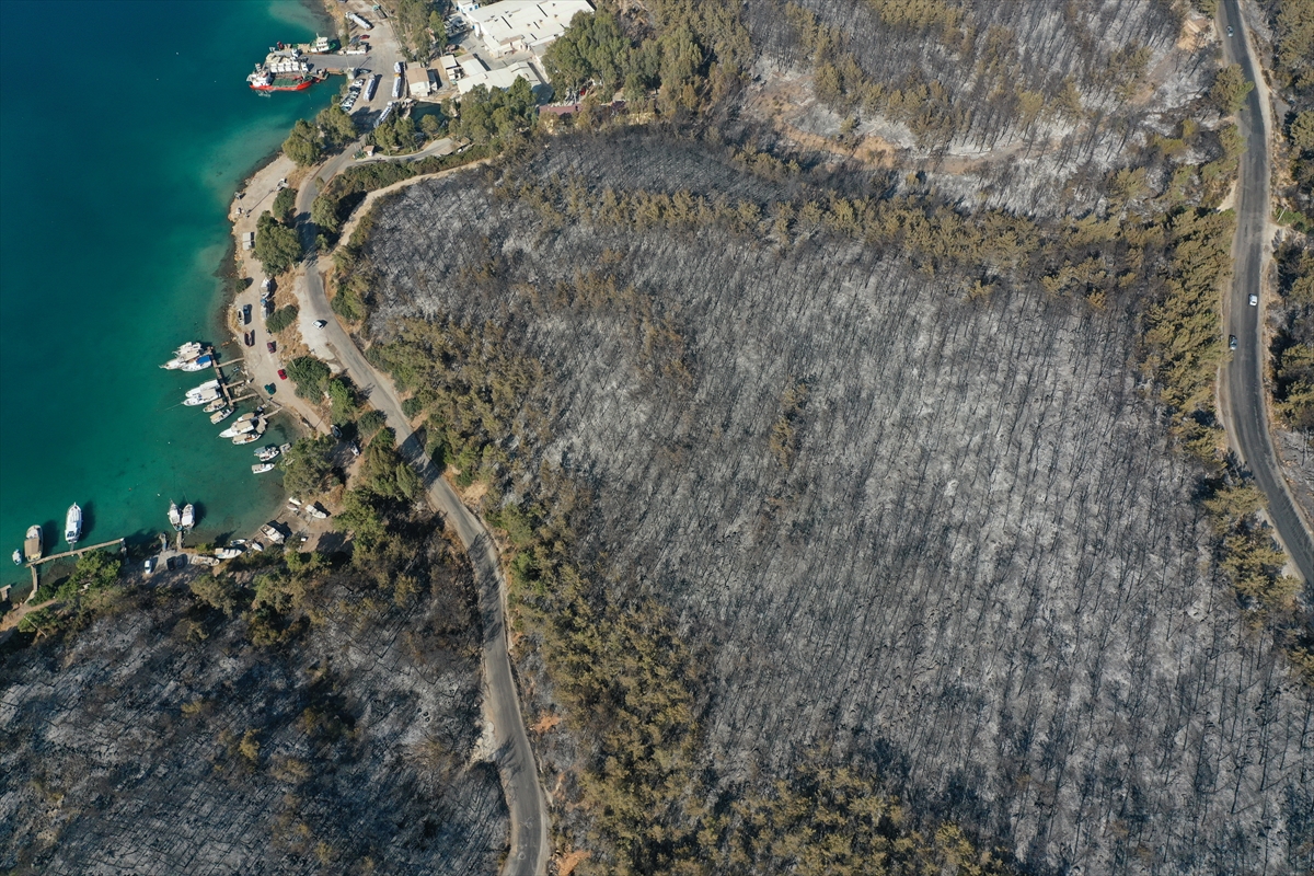 Ormanları yakılan Milas'ta acı görüntü. Yaşamı öldürdüler 1