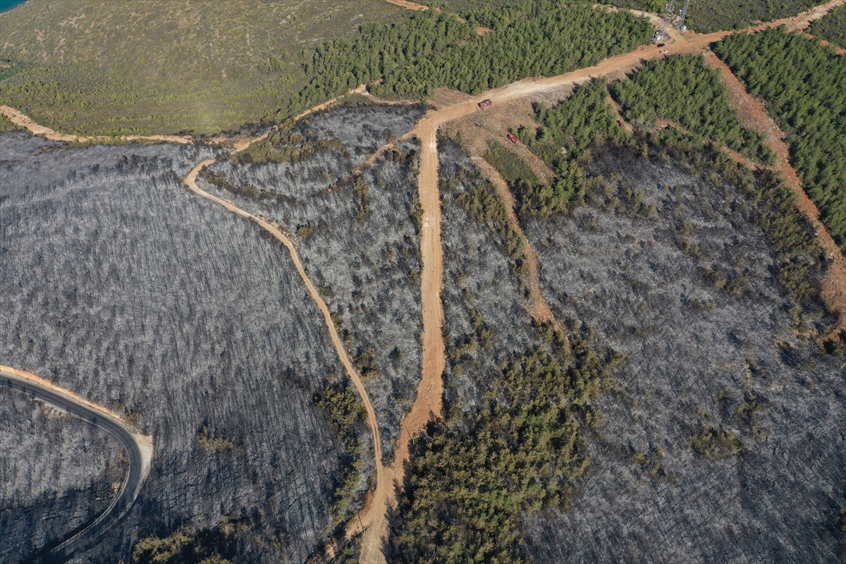 Ormanları yakılan Milas'ta acı görüntü. Yaşamı öldürdüler 3