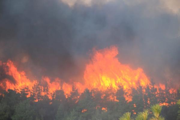 Çanakkale'de orman yangını 8