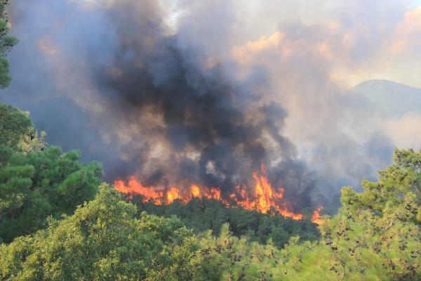 Çanakkale'de orman yangını 9