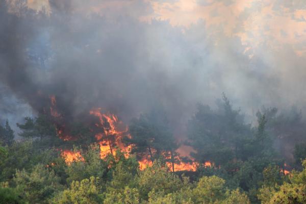 Çanakkale'de orman yangını 6