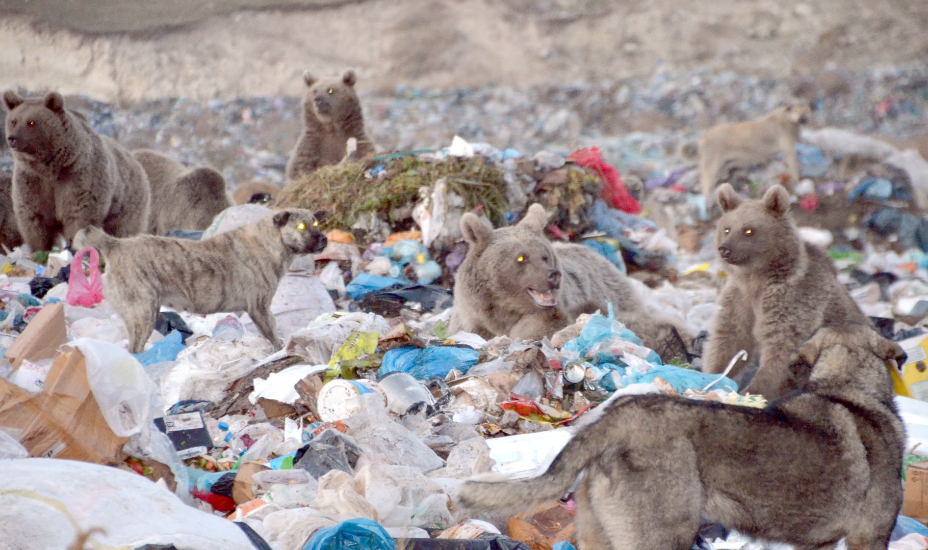 Bozayılar çöplüğe indi. Bu görüntüler Kars'ta çekildi 8