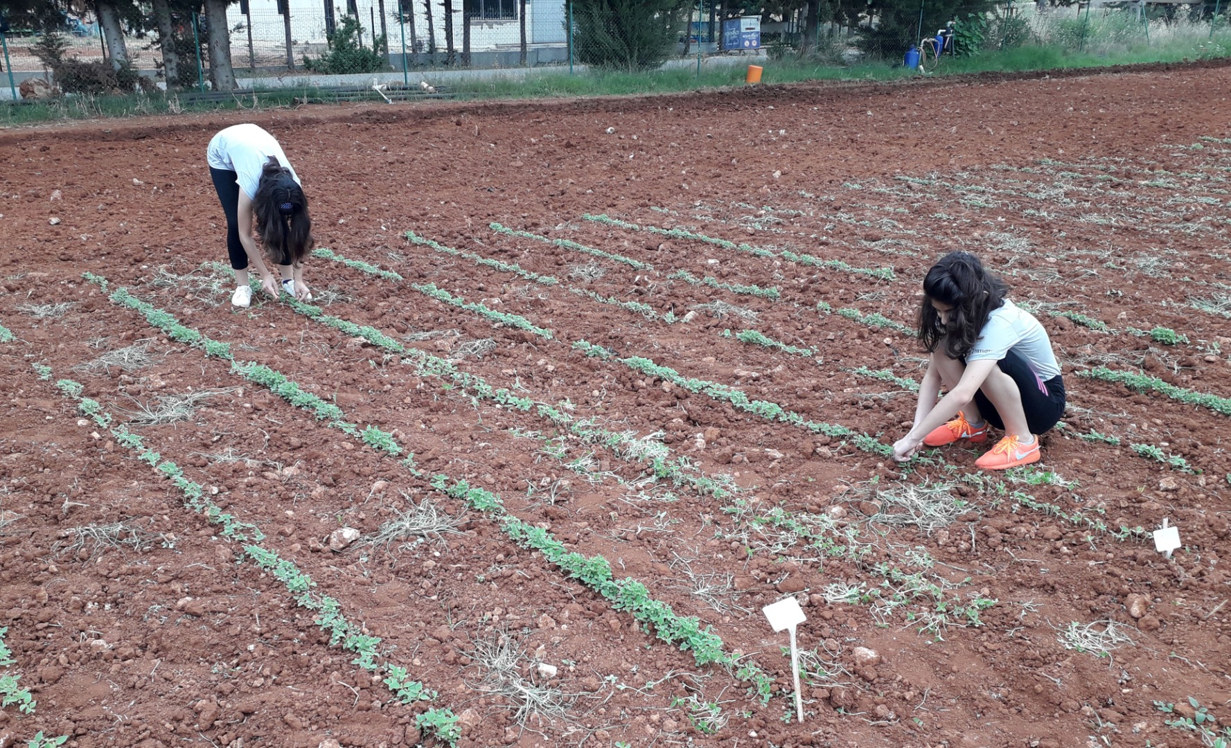 İkiz kızları istedi, profesör babaları susamı renklendirdi 1