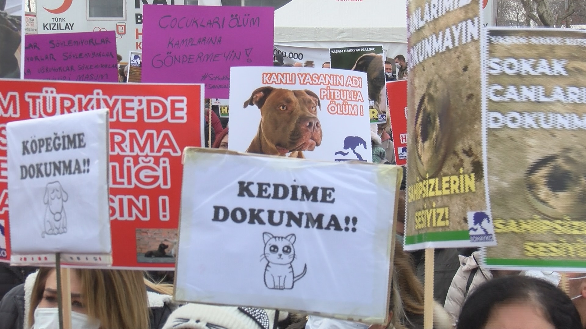 Sokak hayvanları için Kadıköy Rıhtım'da buluştular 4