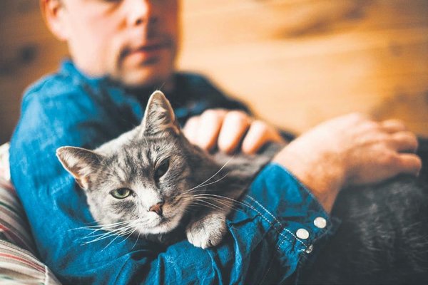Başlarına buyruk sevimli dostlarımız kedileri eğitmek için uygulanabilecek tavsiyeler 7