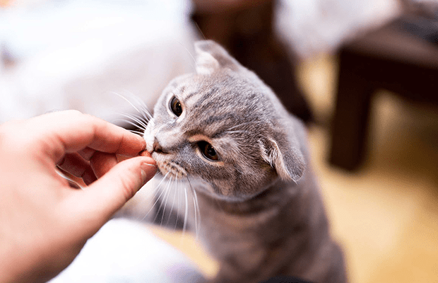Başlarına buyruk sevimli dostlarımız kedileri eğitmek için uygulanabilecek tavsiyeler 5