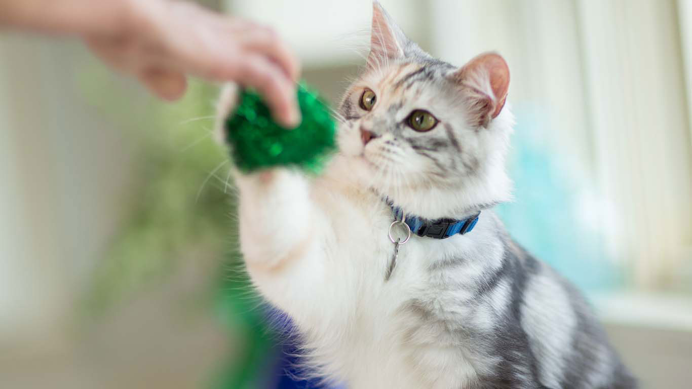 Başlarına buyruk sevimli dostlarımız kedileri eğitmek için uygulanabilecek tavsiyeler 2