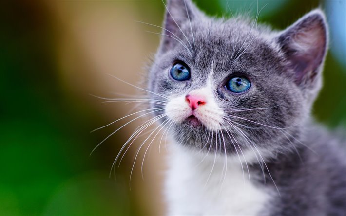 Başlarına buyruk sevimli dostlarımız kedileri eğitmek için uygulanabilecek tavsiyeler 8