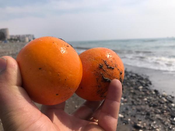 Mersin'de binlerce portakal sahile vurdu. Görenler şok oldu 3