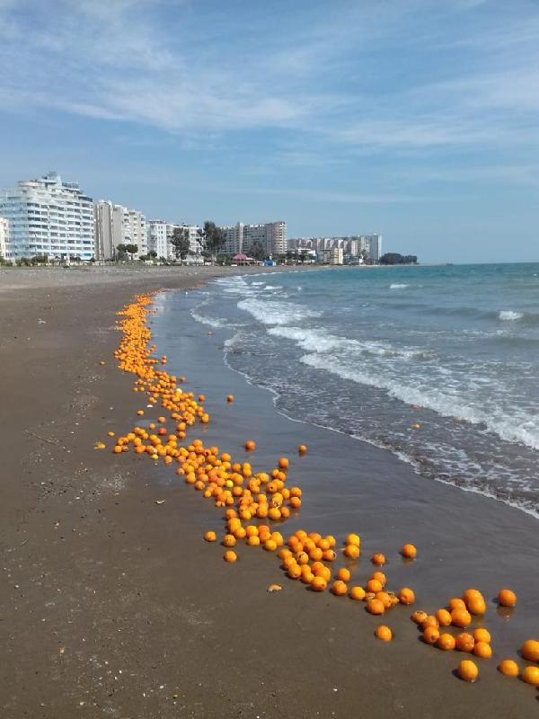 Mersin'de binlerce portakal sahile vurdu. Görenler şok oldu 4