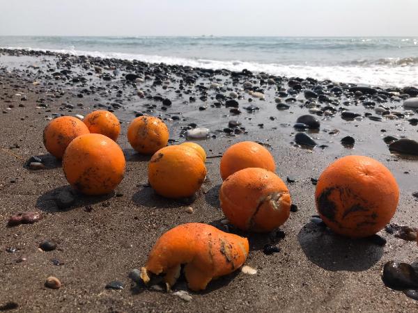 Mersin'de binlerce portakal sahile vurdu. Görenler şok oldu 2