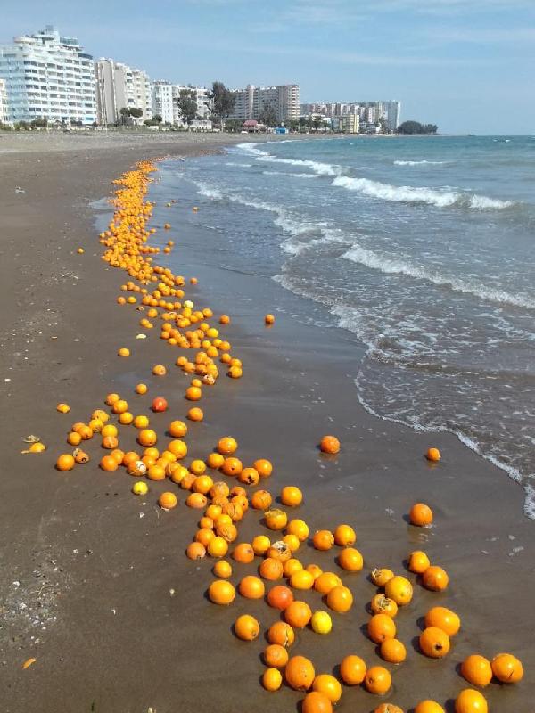 Mersin'de binlerce portakal sahile vurdu. Görenler şok oldu 5
