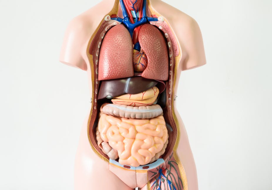 İç organlarımız gerçekte nasıl görünür? 1