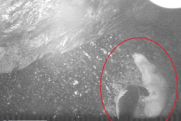 Nesli tehlike altındaydı! Kırmızı listedeki Akdeniz fokunun doğumu ilk kez kayıt altında 7