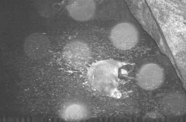 Nesli tehlike altındaydı! Kırmızı listedeki Akdeniz fokunun doğumu ilk kez kayıt altında 6