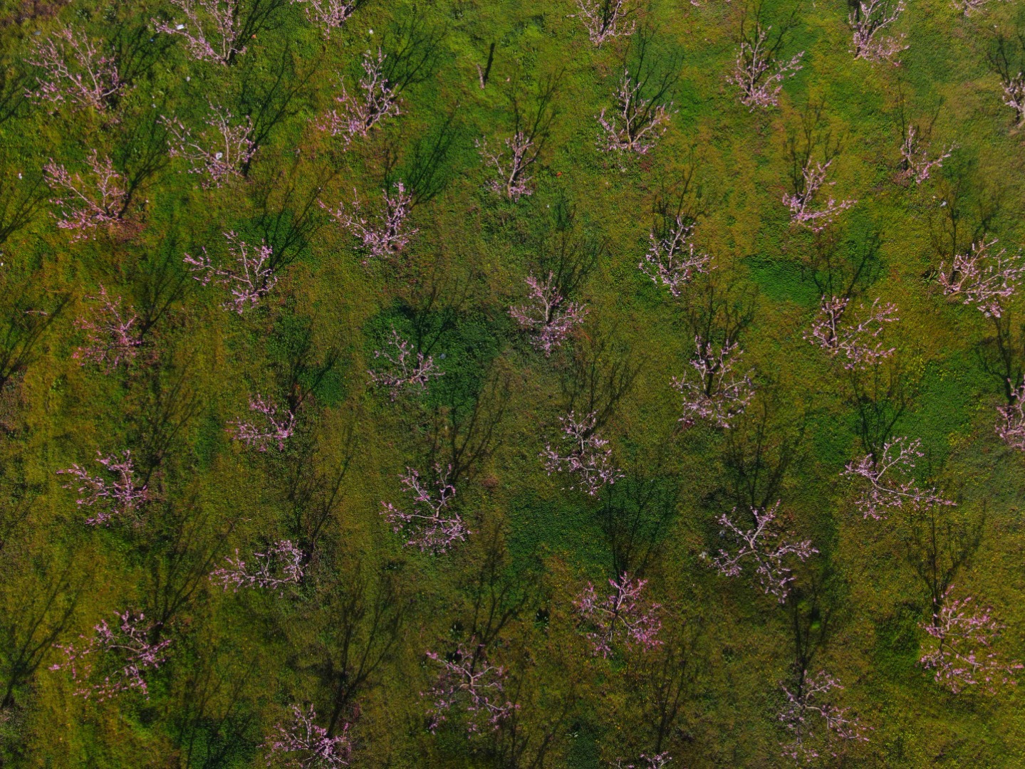 Çiçek açan meyve ağaçları kartpostallık görüntüler oluşturdu. Masalsı görüntüler dron ile görüntülendi 9