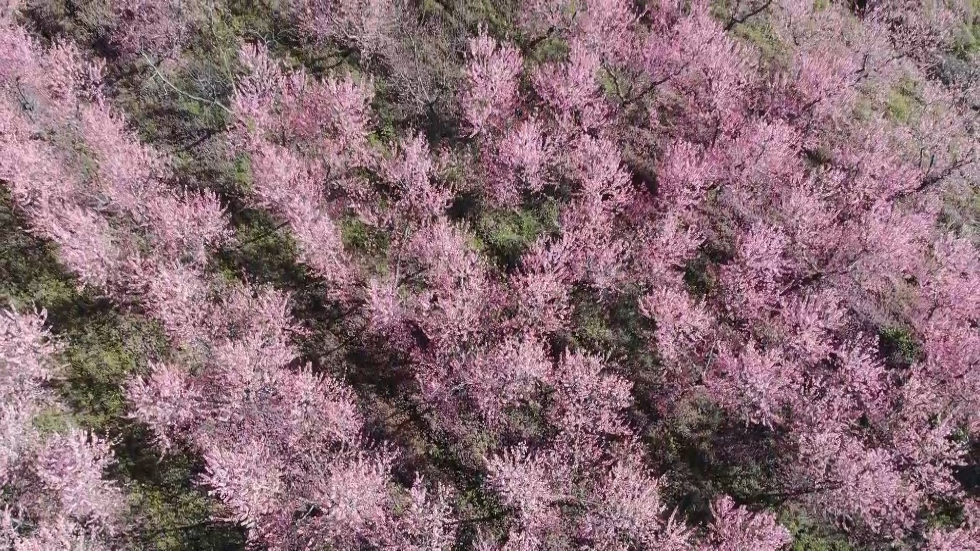 Çiçek açan meyve ağaçları kartpostallık görüntüler oluşturdu. Masalsı görüntüler dron ile görüntülendi 11