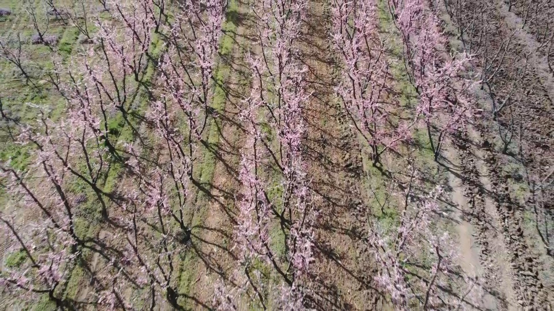 Çiçek açan meyve ağaçları kartpostallık görüntüler oluşturdu. Masalsı görüntüler dron ile görüntülendi 10