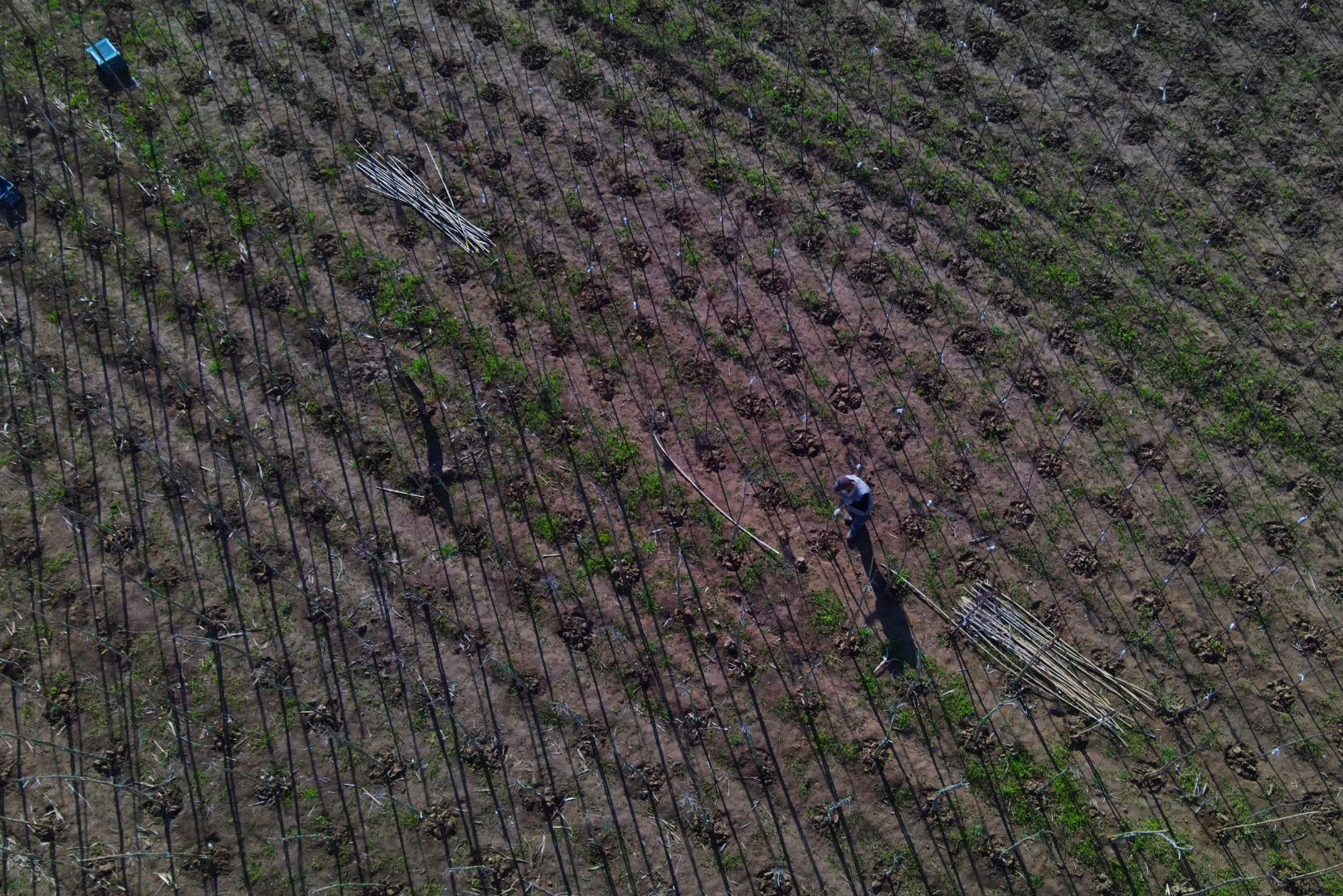 Çiçek açan meyve ağaçları kartpostallık görüntüler oluşturdu. Masalsı görüntüler dron ile görüntülendi 4