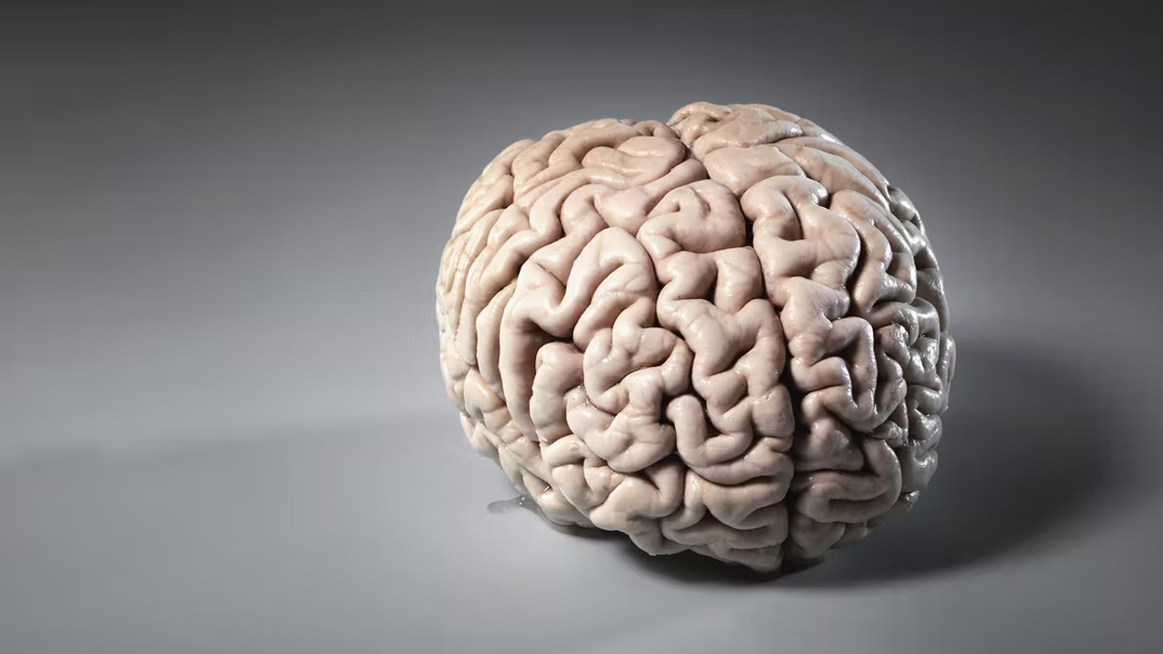 İnsan beyniyle ilgili bilinmeyen gerçekler 5