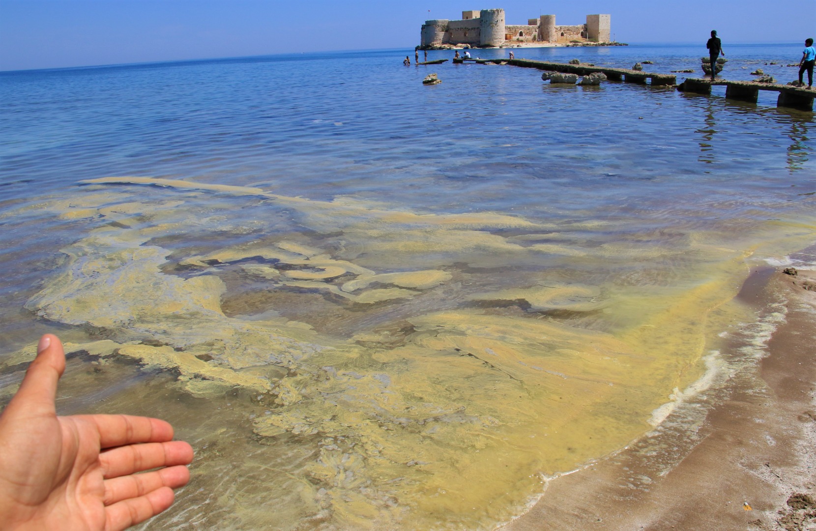 Mersin'de korkutan görüntü: Kızkalesi sahili başta olmak üzere birçok bölgede sahil sarıya büründü, binlerce arı telef oldu 1