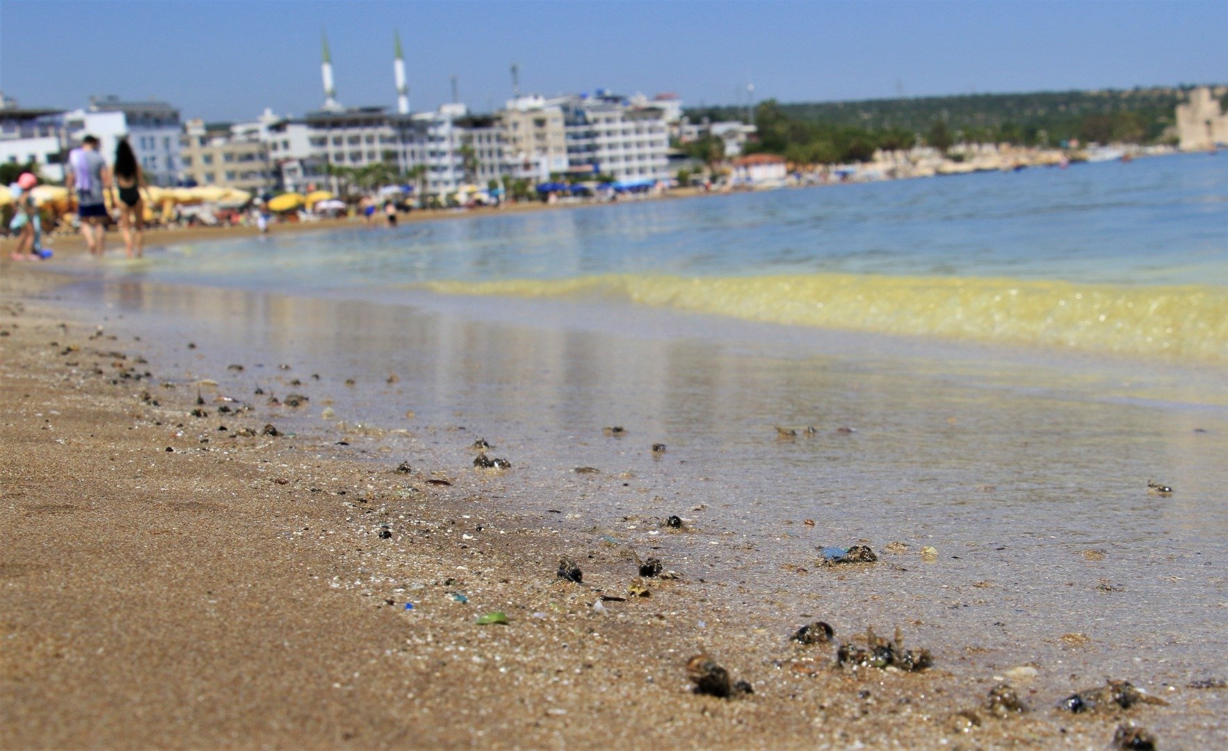 Mersin'de korkutan görüntü: Kızkalesi sahili başta olmak üzere birçok bölgede sahil sarıya büründü, binlerce arı telef oldu 12