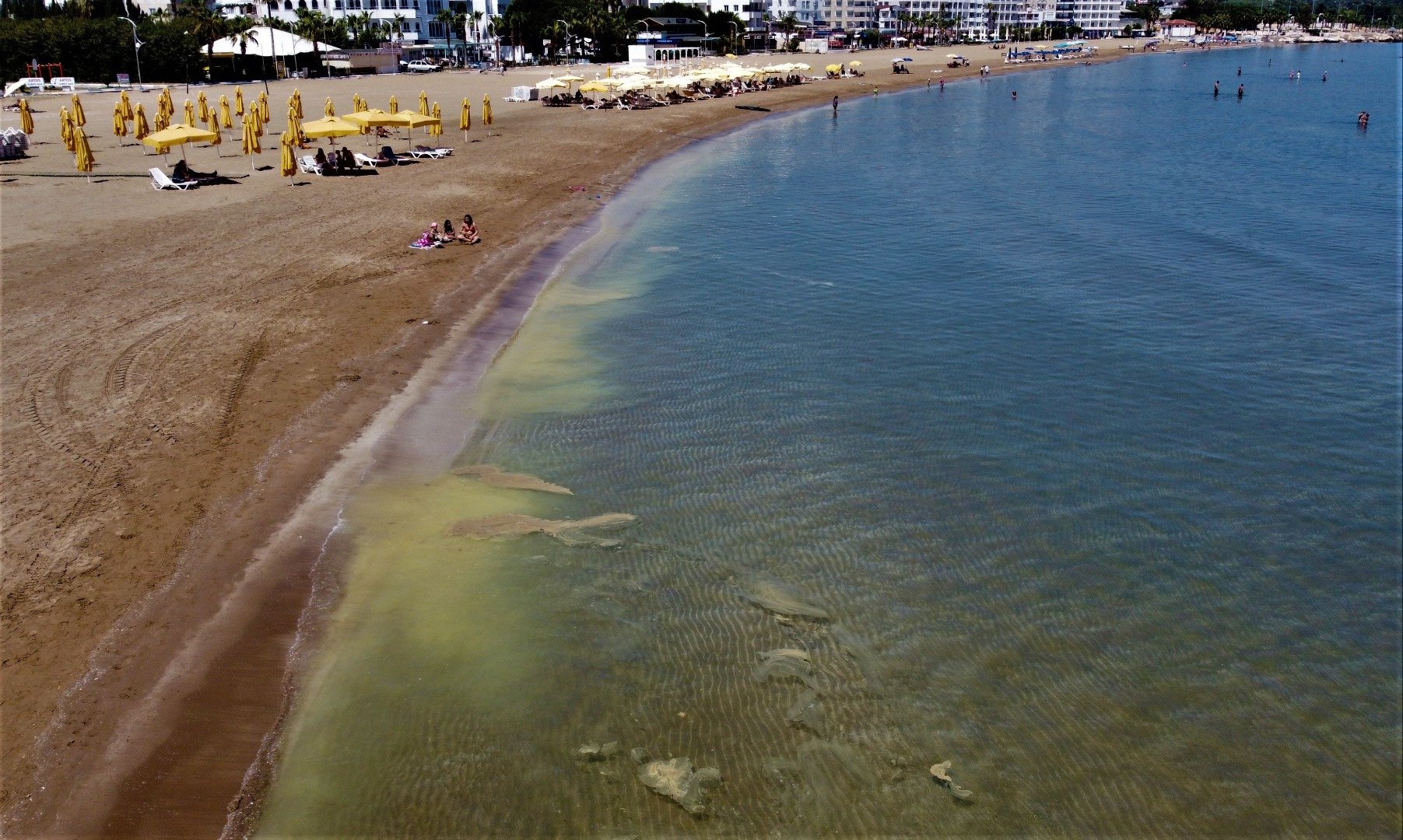 Mersin'de korkutan görüntü: Kızkalesi sahili başta olmak üzere birçok bölgede sahil sarıya büründü, binlerce arı telef oldu 14