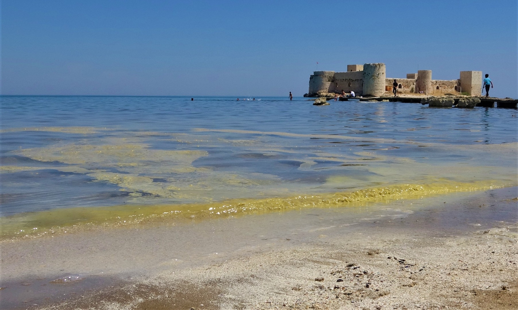 Mersin'de korkutan görüntü: Kızkalesi sahili başta olmak üzere birçok bölgede sahil sarıya büründü, binlerce arı telef oldu 6