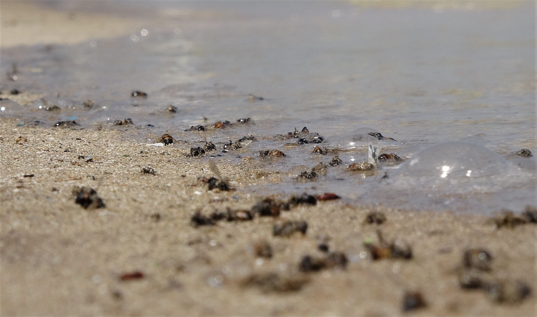 Mersin'de korkutan görüntü: Kızkalesi sahili başta olmak üzere birçok bölgede sahil sarıya büründü, binlerce arı telef oldu 10