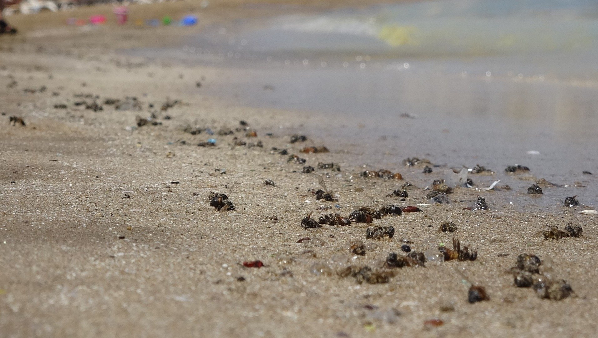 Mersin'de korkutan görüntü: Kızkalesi sahili başta olmak üzere birçok bölgede sahil sarıya büründü, binlerce arı telef oldu 4