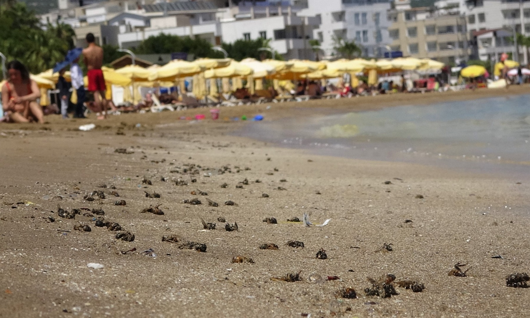 Mersin'de korkutan görüntü: Kızkalesi sahili başta olmak üzere birçok bölgede sahil sarıya büründü, binlerce arı telef oldu 9
