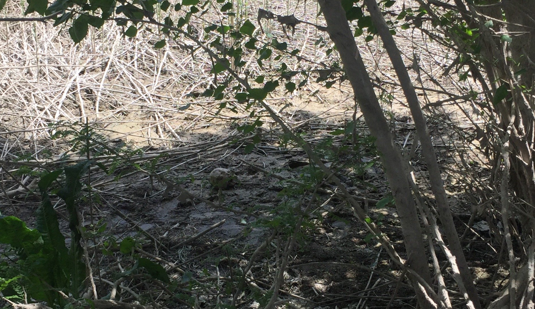 Ağaçlık alanda kafatası ve insan bedeni parçaları bulundu 2