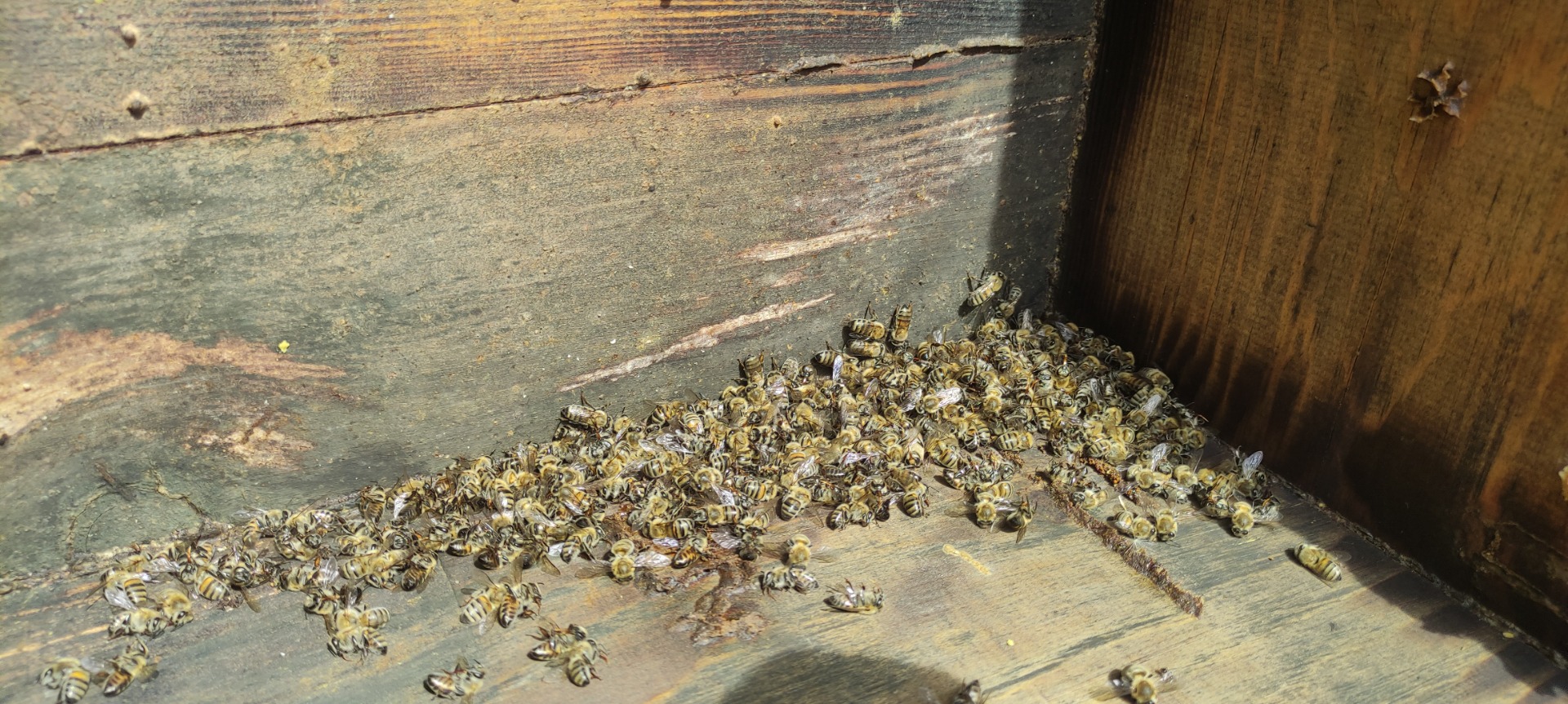 Bursa'da arı faciası. Yüzlerce kovan arı telef oldu. Üretici kara kara düşünüyor 6