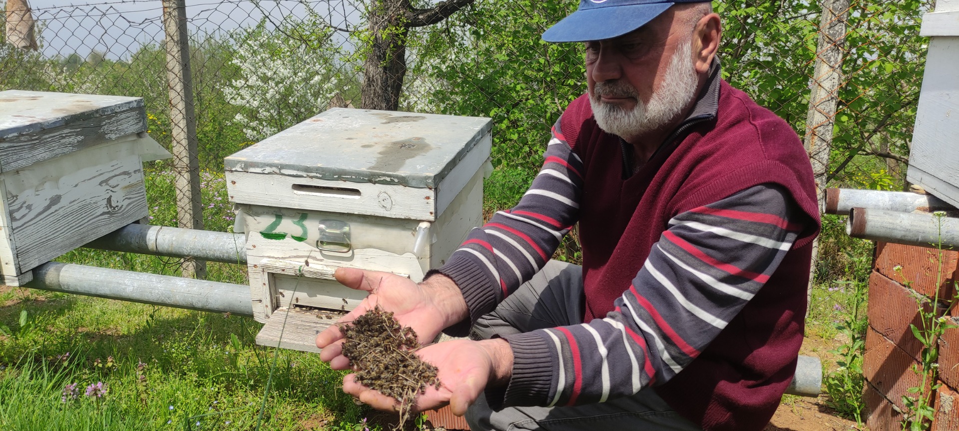 Bursa'da arı faciası. Yüzlerce kovan arı telef oldu. Üretici kara kara düşünüyor 3