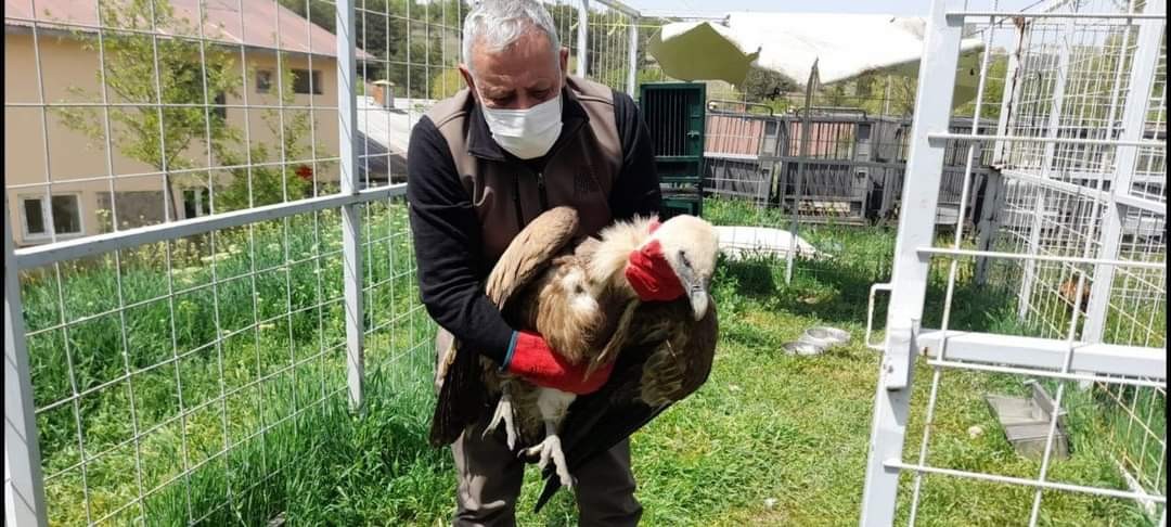 Açlıktan uçamaz hale gelmişti: Nesli tükenme tehlikesi altında olan Mısır akbabasının tedavisi tamamlandı 5
