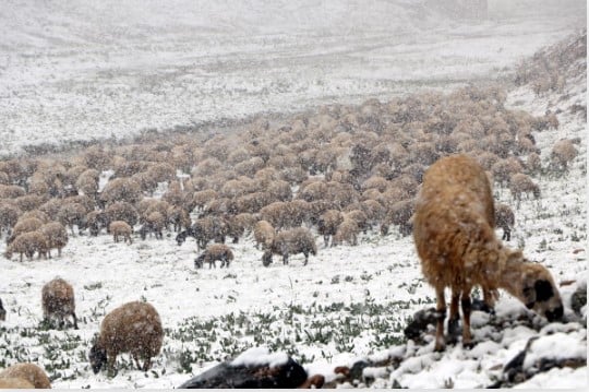 Mayısın ortasında kar sürprizi: Sürücüler yolda kaldı 4