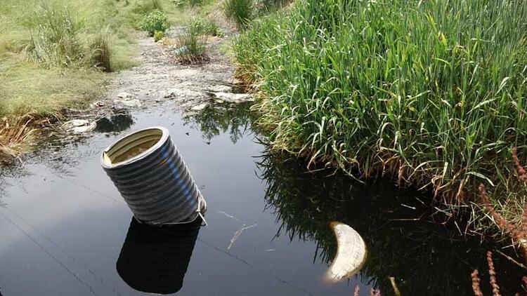 Karadeniz çöplüğe döndü! Biri bu katliama dur desin… 26