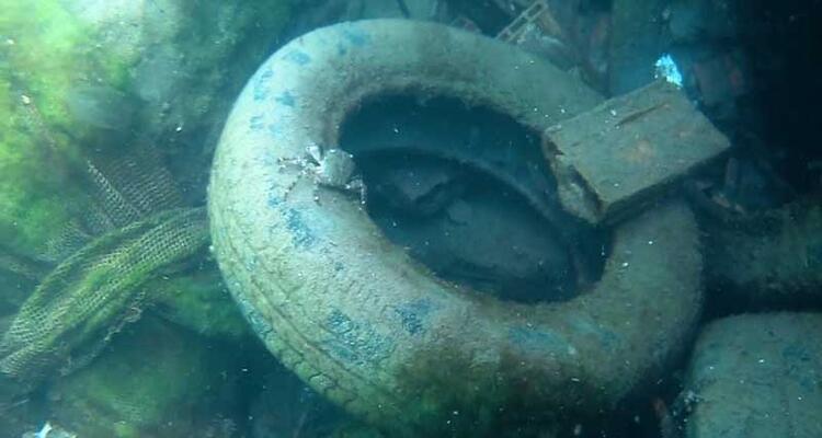 Karadeniz çöplüğe döndü! Biri bu katliama dur desin… 20