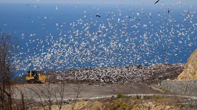 Karadeniz çöplüğe döndü! Biri bu katliama dur desin… 6