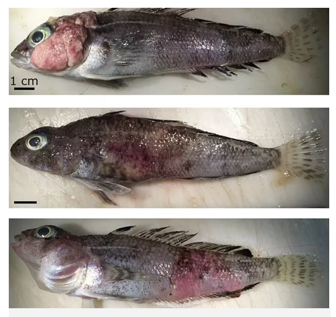 Balıklar kanser oldu: Yayılma ve bulaşmada etkili olabilir 5