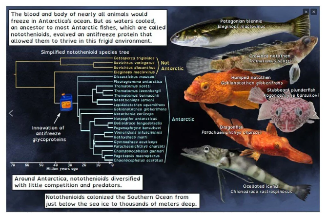 Balıklar kanser oldu: Yayılma ve bulaşmada etkili olabilir 3
