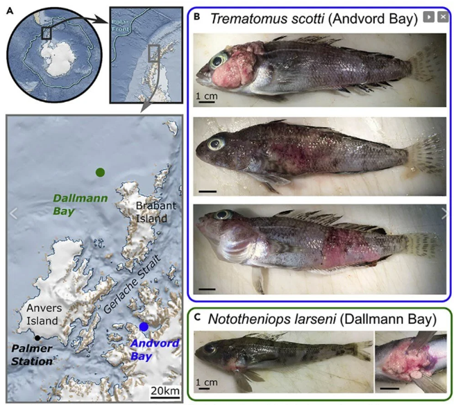 Balıklar kanser oldu: Yayılma ve bulaşmada etkili olabilir 1