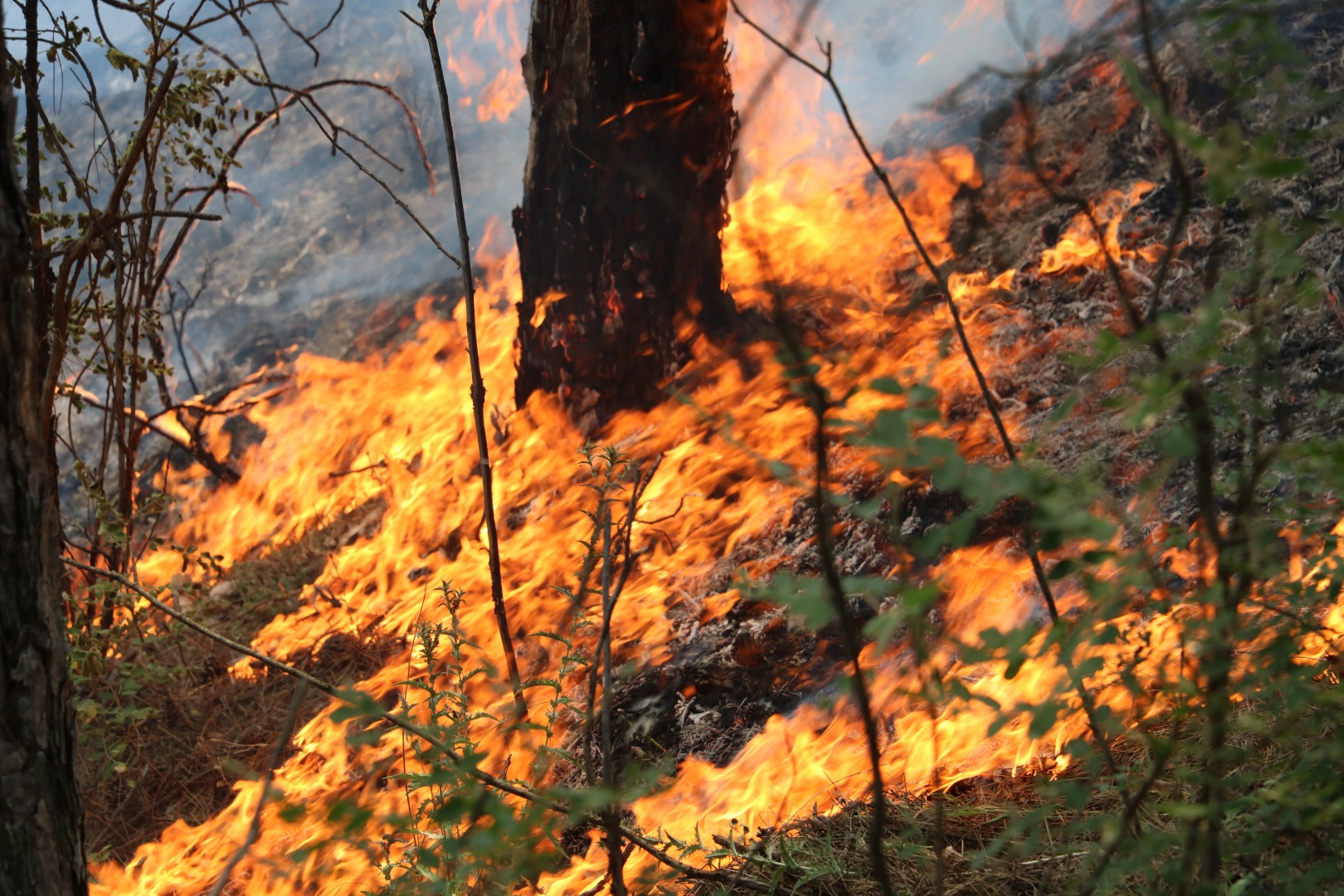 Ciğerlerimiz yandı. Edirne’de orman yangını: 5 dönüm alan küle döndü 9